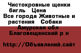 Чистокровные щенки бигль › Цена ­ 15 000 - Все города Животные и растения » Собаки   . Амурская обл.,Благовещенский р-н